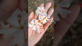 xewali bhaskaropswel song morningvibes beautyfullview flowers reels reelsvideo reelsindia [upl. by Myk]