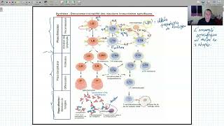 svt immunologie les etapes de la reponse immunitaire specifique [upl. by Myrta433]