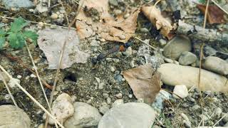 Kutavka piesočná Ammophila sabulosa  Horná Streda 2482019 [upl. by Nagaer]