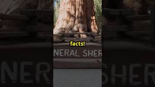 Nature Facts Largest Tree By Mass  Genera Shermanfacts nature [upl. by Denzil]