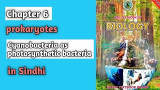 Cyanobacteria as photosynthetic bacteria class 11 biology Sindh board chapter 6 prokaryotes [upl. by Airec]