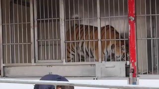 Tigre en cage cirque Maximum à Epinal [upl. by Ranit]