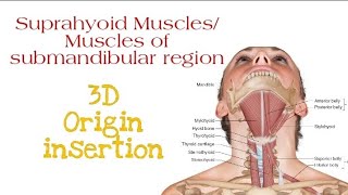 Suprahyoid Muscles All four layers  Origin insertion [upl. by Lubow14]