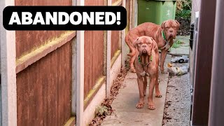 Dogs Rescued After Being Dumped in the Garden of an Abandoned House [upl. by Nnasor]