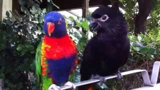 Rainbow Lorikeet and Black Lory [upl. by Asim553]