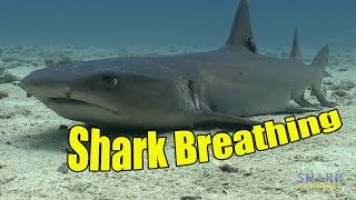 How Do Sharks Breathe  SHARK ACADEMY [upl. by Bruner409]