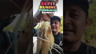 Mancing udang galah sungai LINGGI [upl. by Rives]