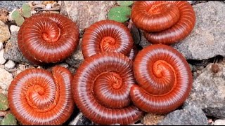 Nice Millipede millipedes frog nature babyanimals [upl. by Noraed]