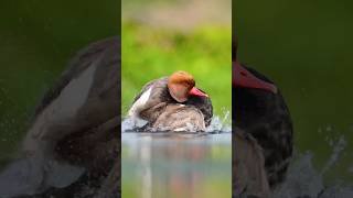 Red crested pochard Refreshing up ⬆️ wildlife birds shortsvideo nikonz8 nature Nikon wild [upl. by Howlyn]