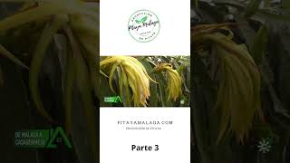 ¿Cómo polinizar una pitaya o pitahaya de forma manual [upl. by Sibylla892]