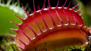 Dionaea  Venus Flytrap  Venusfliegenfalle  best of [upl. by Cyndy]