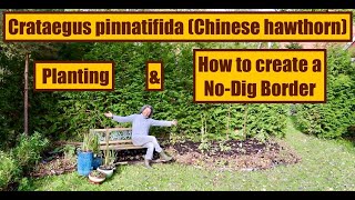 How to create a NoDig Border amp Planting Crataegus pinnatifida Chinese hawthorn  more [upl. by Abercromby]