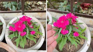 Dianthus plant की leaves अब Yellow नहीं होगी  Dianthus leaves turning YellowBrown [upl. by Suiravaj]