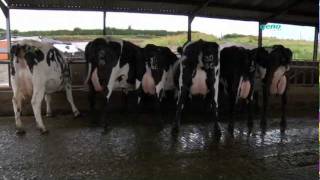 Norwegian Red crossbred dairy cows in the UK [upl. by Yentruocal40]