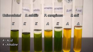 Microbiology Oxidation and Fermentation Tests Timelapse [upl. by Pinckney723]