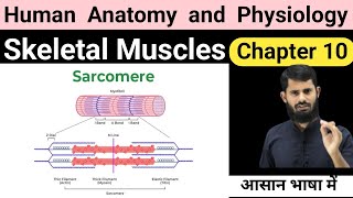 HAP chapter 10  Skeletal muscle  Physiology of muscle contraction [upl. by Anirt]