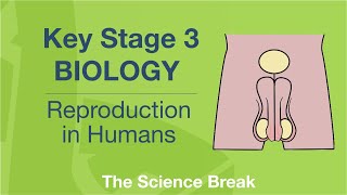 Key Stage 3 Science Biology  Reproduction in Humans [upl. by Elmer]