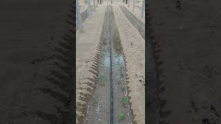 Process of Watering Saplings in a Greenhouse with a Drip Irrigation System [upl. by Rolyks]