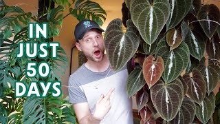 MY FASTEST GROWING HOUSEPLANT  repot amp progress updates of my Dioscorea discolor  Plant Spotlight [upl. by Alleras]