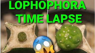 Time lapse frenzy 1  Grafted Lophophora Micrograft Update 4 months time Work in Progress [upl. by Valle]