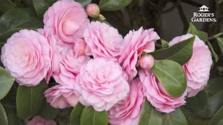 Gardening 101 Series  How to Plant amp Maintain a Camellia [upl. by Emeric]