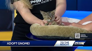 Oneeyed cat waiting for adoption at Peggy Adams Animal Rescue League [upl. by Amorete264]