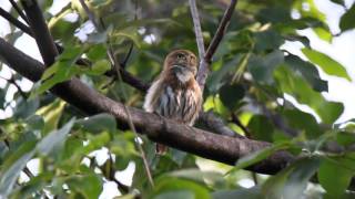 Glaucidium brasilianum  Ferruginous PygmyOwl  Mochuelo Común Cuatro Ojos Majafierro [upl. by Alur]