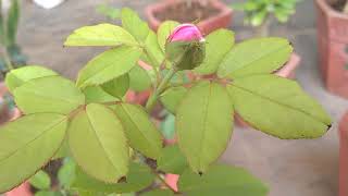 ROSE PLANT SEASON TO GROW IN INDIA [upl. by Tila]