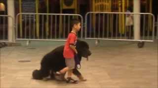 Singapores Youngest Dog Trainer  Isaac Loves Big Dogs [upl. by Heidt268]