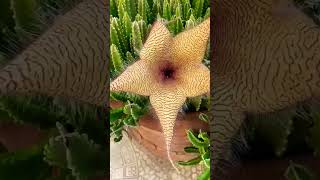 quotStarfish Flower Stapelia Grandiflora 🌿  Exotic Bloomsquot [upl. by Drida86]