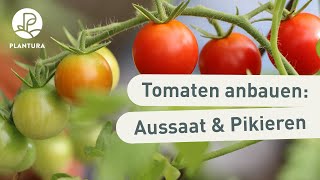 Tomaten anbauen Aussaat amp pikieren Anleitung [upl. by Gorrono]