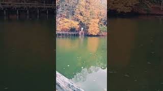 Autumn Footbridge Crossing fallfoliage outdoors lake colors colorful Footbridge shorts [upl. by Hpesojnhoj318]