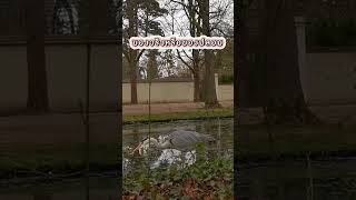 นกกระยาง​ storch schwetzingen schloss garten [upl. by Asehr]