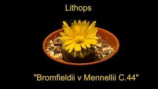 Lithops quotBromfieldii v Mennellii C44quot [upl. by Demy73]