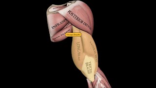 Triceps Brachii Anatomy Explained [upl. by Allis]