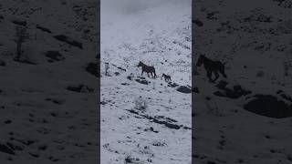 Despierta del sueño ￼❄️ 🐴🏔️ horse snow [upl. by Buzzell]