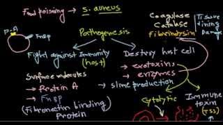 Staphylococcus pathogenesis [upl. by Einon]