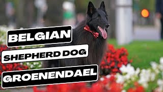 Belgian Shepherd Dog Groenendael [upl. by Lindo]