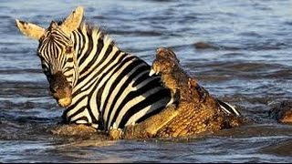 Crocodile Attack And Eat Zebra While Drinking  Animals Video [upl. by Patrick425]