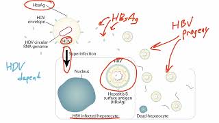 Viral Genetics for the USMLE Step 1 [upl. by Rehpotsihc]