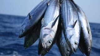 Which Fish Contain Mercury [upl. by Ezechiel]