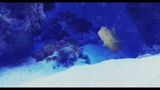 Tiger pistol shrimp sound with yellow watchman goby [upl. by Meriel205]