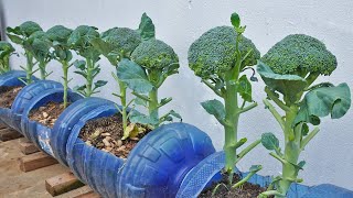 Do you like to eat broccoli Growing broccoli is very easy at home [upl. by Nhtanhoj]