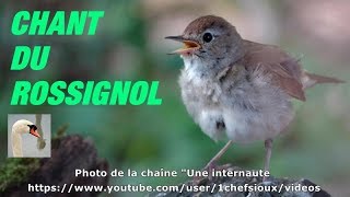 CHANT du ROSSIGNOL PHILOMELE [upl. by Guthrey]