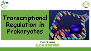 Transcriptional Regulation in Prokaryotes [upl. by Nairod]