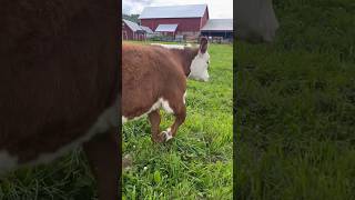 Herefords 🐮are [upl. by Reagen694]