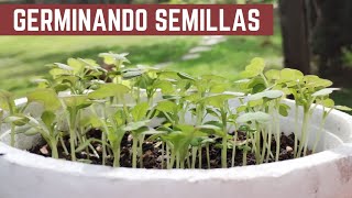 Como Germinar PAPAYA TOMATES BERENJENAS MORRONES CHAUCHAS Y más cultivos de tu HUERTA [upl. by Bainbrudge]