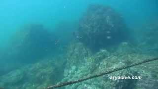 청황청황문절류미기록종Ptereleotris evides Blackfin dartfishSpottail gudgeon [upl. by Zuliram90]