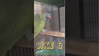 Beautiful Derbyan Pairbirds parrot shots shortvideo shortsfeed shorts short [upl. by Ennaisoj967]