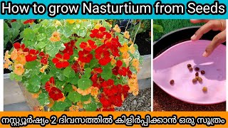 Nasturtium Seed Propagation  Best Hanging Basket Flower  നസ്റ്റ്യൂർഷ്യം ചെടി കിളിർപ്പിക്കേണ്ട വിധം [upl. by Jordan]